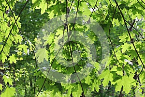 Green Maple leaf in springtime