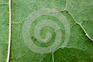 Green maple leaf texture macro close up background