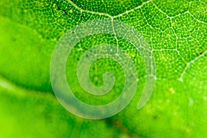 Green maple leaf texture macro close up background