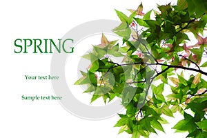 Green maple leaf on white background