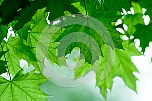 Green maple leafs