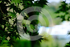 Green maple leave in Japan