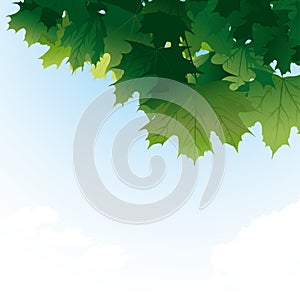 Verde árbol de arce hojas 