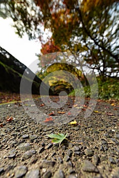 Green maple leaves and colorful trees in autumn and a footpath l