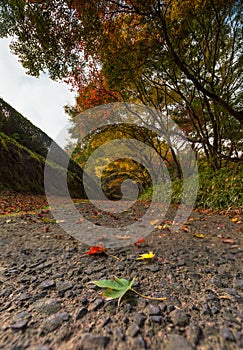 Green maple leaves and colorful trees in autumn and a footpath l