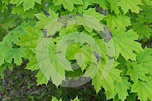 Green maple leaves in deep green color photo
