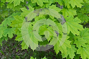 Green maple leaves in deep green color