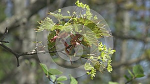 Green maple leaves in early spring