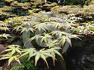 Green Maple leaves in the garden photo