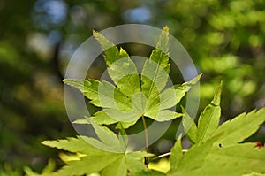 Green maple leaves in Japan