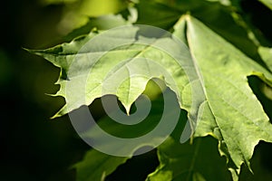 Green maple leaves lit by the sun. Natural background