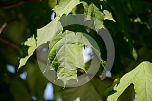 Green maple leaves lit by the sun. Natural background