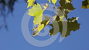 Green maple leaves over a blue sky