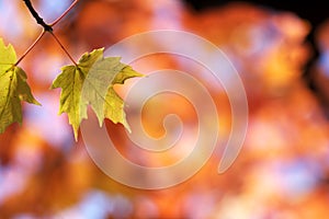 Green maple leaves on red