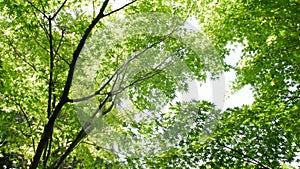 Green maple leaves rustling by the summer wind