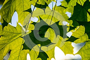 Green maple leaves in the sunshine