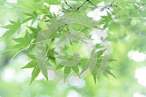 Green maple leaves , Maple tree background in Japan