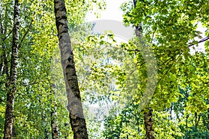 Green maple leaves and trunks of old birches