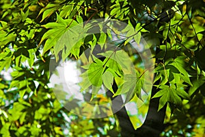 Green maple and sun shine.