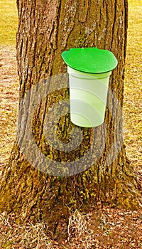 Green maple syrup bucket attached to sugar maple tree