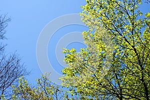 Green maple tree