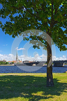 Green maple tree on the background of Riga