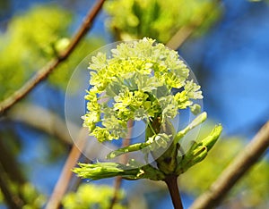 Green maple tree flower on  branch, Lithuania
