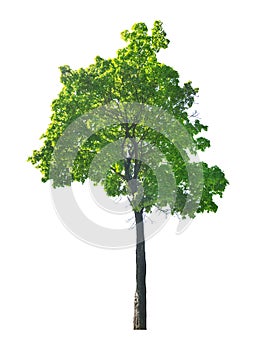 Dark green maple one tree