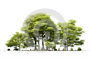 Green maple tree isolated on white background for landscape and architecture design. Generative AI