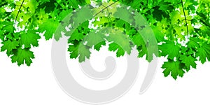 Green maple tree leaves on white background isolated closeup, maple branches frame, lush foliage corner border, summer backdrop