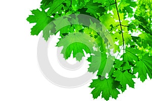 Green maple tree leaves on white background isolated closeup, maple branches frame, lush foliage corner border, summer backdrop