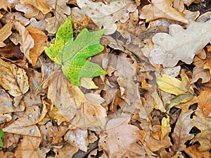 Green mapple leaf at ground