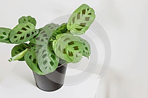 Green maranta leuconeura kerchoveana plant in pot with  white background