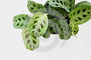 Green maranta leuconeura kerchoveana plant on white background