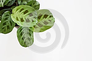 Green maranta leuconeura kerchoveana plant on white background