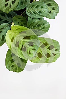 Green maranta leuconeura kerchoveana plant on white background