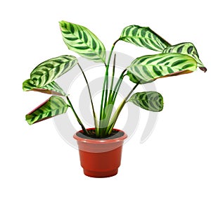 Green maranta plant in flowerpot