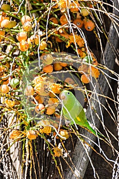 Green Maritaca bird eating some mini coconuts