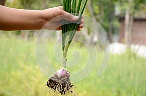 Green maroon onion plant with roots and clay holding hand over out of focus green background