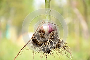 Green maroon onion plant with roots and clay over out of focus green background
