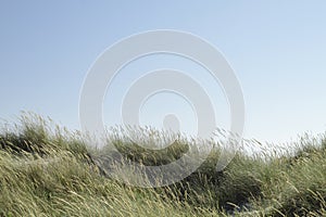 Green marram grass on the coastline dunes