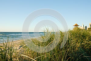Green marram grass on Surfer`s Paradise beach photo