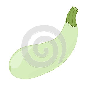 Green marrow squash