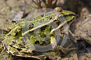 Green Marsh Frog