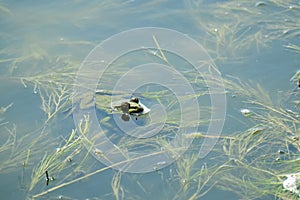 Green marsh frog floated out of the water