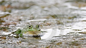 Green Marsh Frog Pelophylax ridibundus on a beautiful light