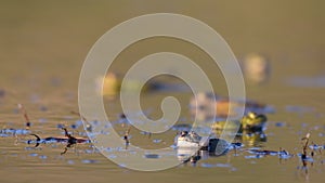 Green Marsh Frog Pelophylax ridibundus croaking on a beautiful light