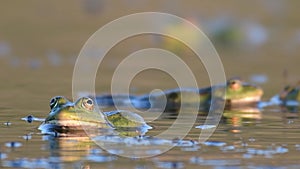 Green Marsh Frog Pelophylax ridibundus croaking on a beautiful light