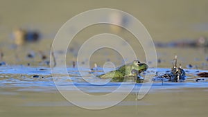 Green Marsh Frog Pelophylax ridibundus croaking on a beautiful light. Close up