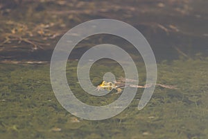 Green Marsh Frog in the pond. Pelophylax ridibundus
